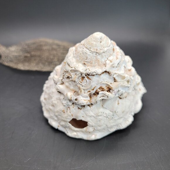 Vintage Shell Large Turbin Conk and Dried Sea Grass Sea Fan Seaside Decor PR122 - Picture 3 of 8